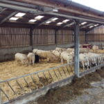A bespoke cattle shed with bespoke feed barrier to the front
